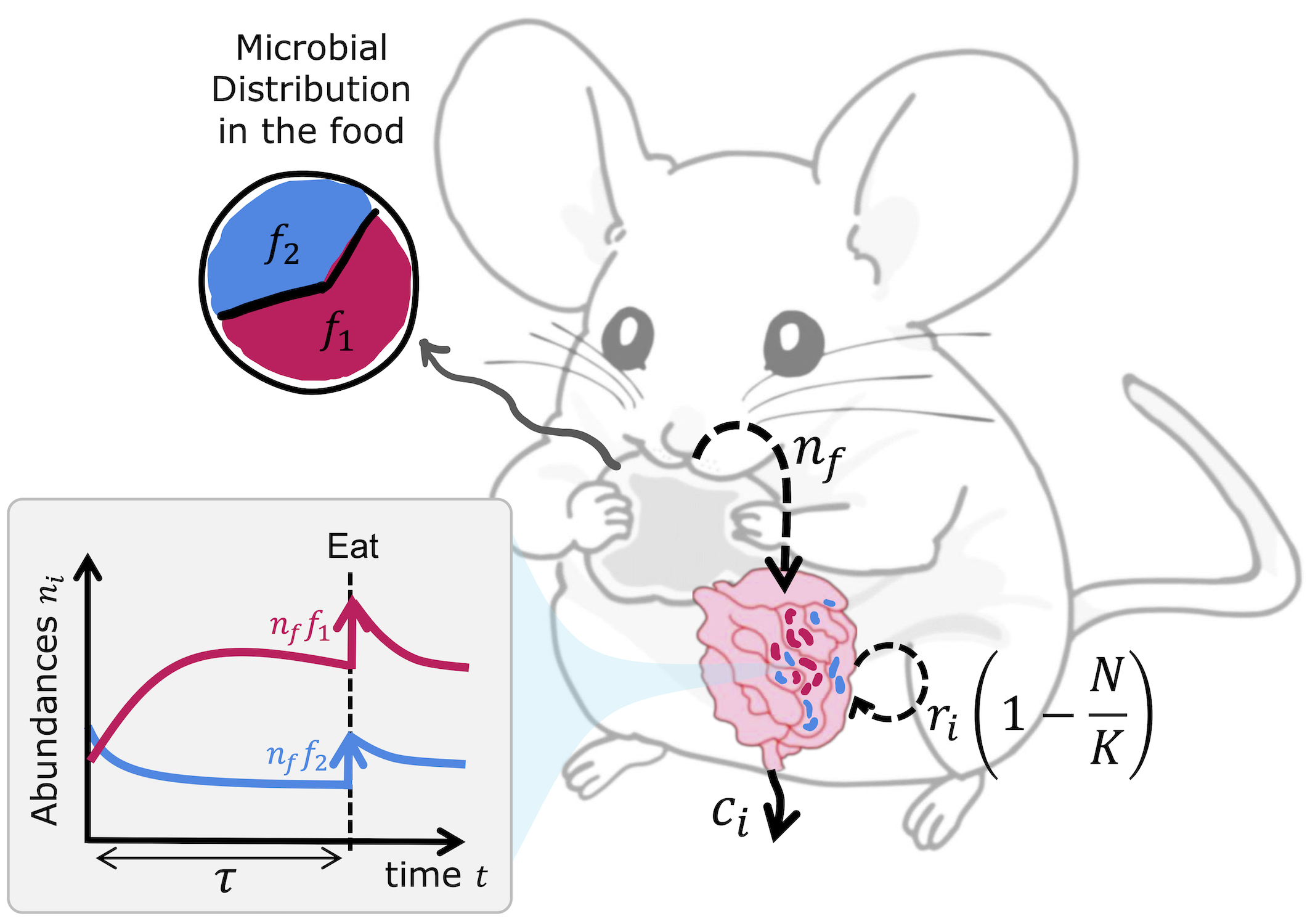 Graphical summary of the model.